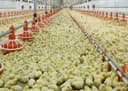 Цыплята Кобб 500 Росс 308. Бройлеры суточные.