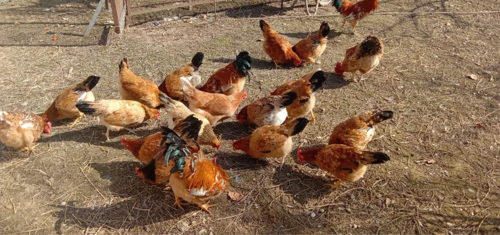 Продаются инкубационные домашние яйца, тухум, tuhum — 2