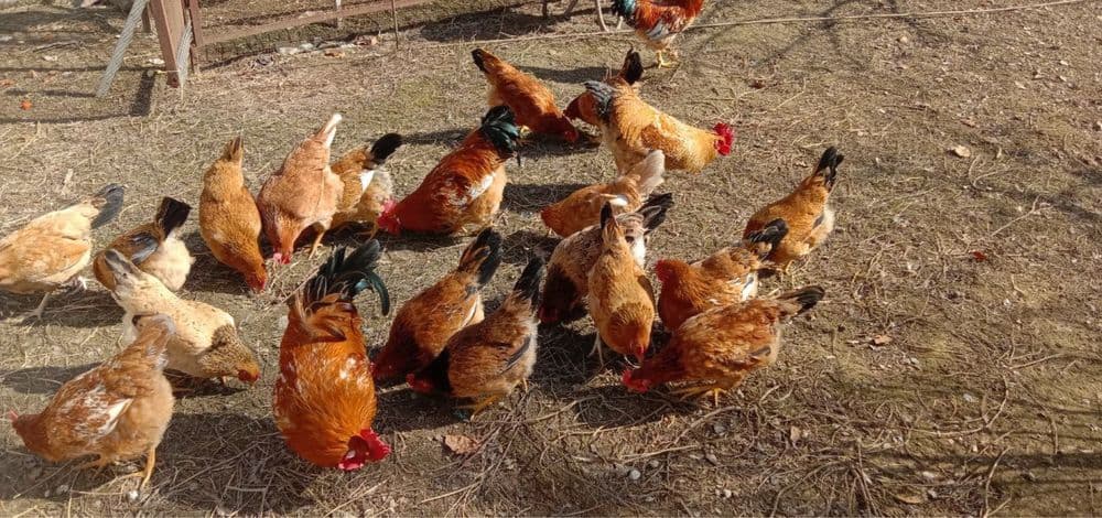 Продаются инкубационные домашние яйца, тухум, tuhum — 3