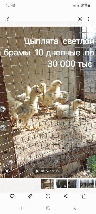 Цыплята светлой мраморные и голубые брамы 35 тыс. За 1 шт. — 1