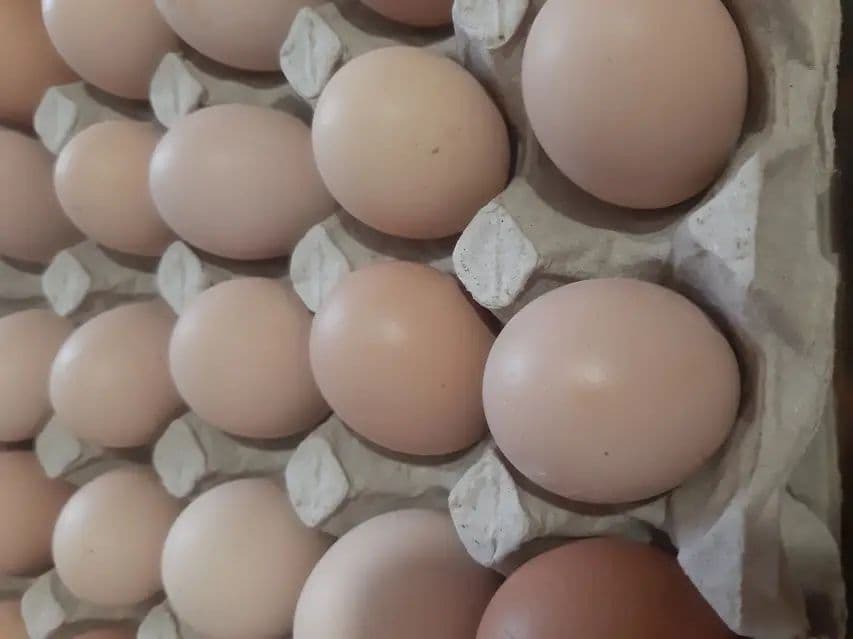 Высокопродуктивные цыплята Астролоб 25 дней + оплодотворённые яйца — 5
