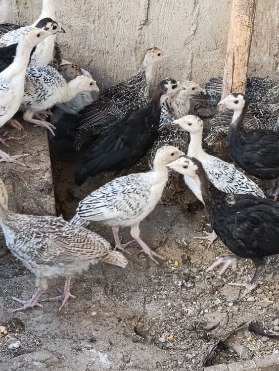 Продам индюшат 1 месяц — 1