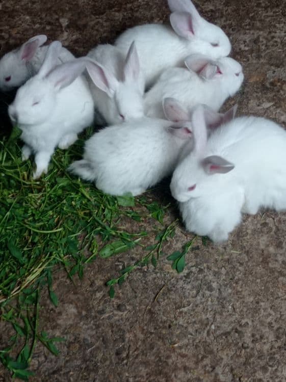 Продаются домашние крольчата — 5