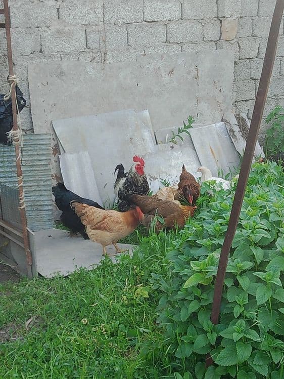 tovuqlar sotiladi — 2