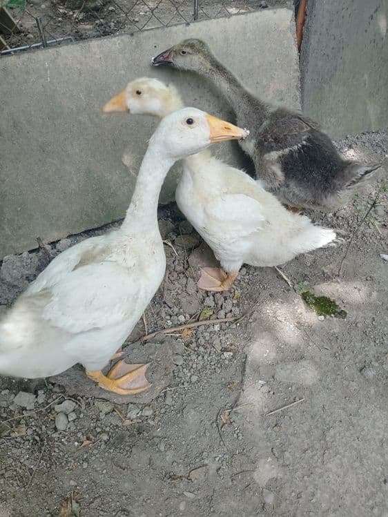 Срочно Гуси продаются — 1