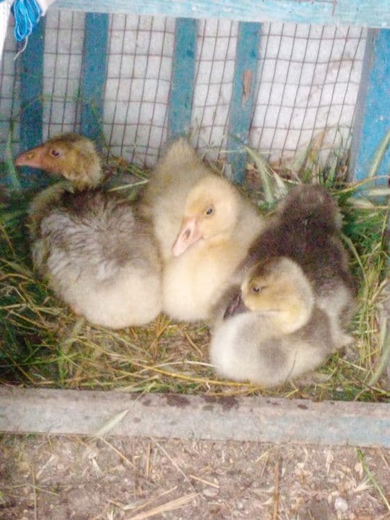 Продаются гуси возраст 1,5 месяца — 1