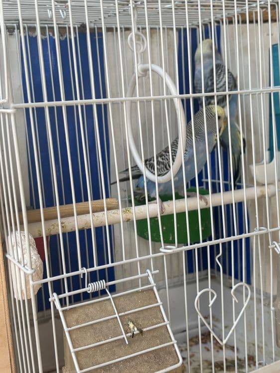 Кушлар сотилади пара — 4