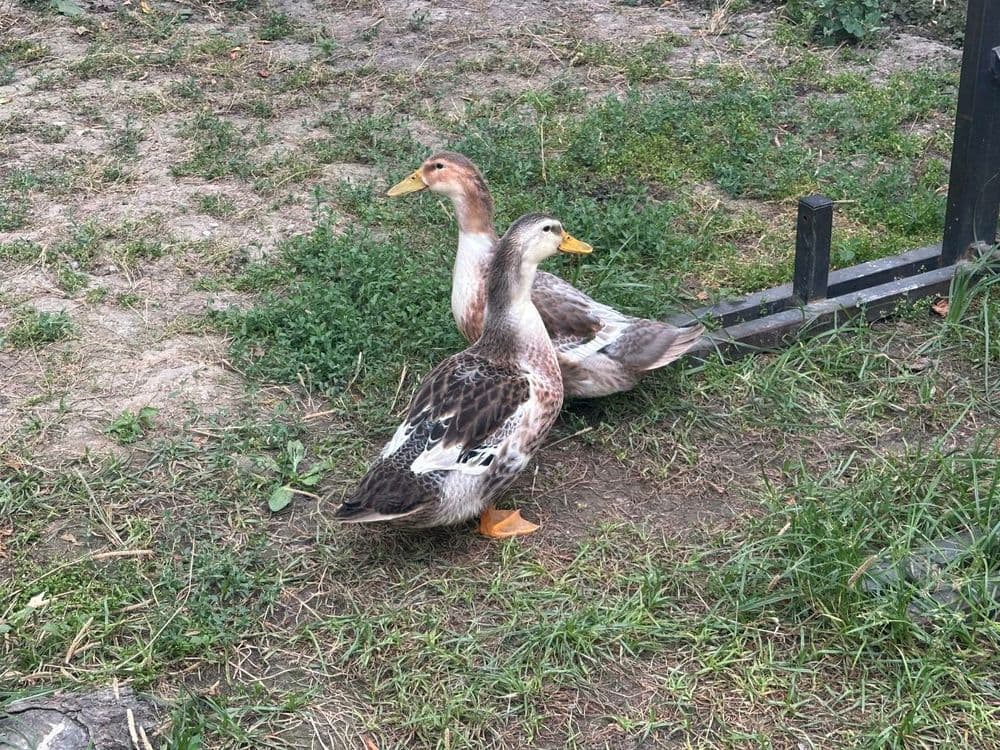Утка o'rdak orde o'rde урде — 1