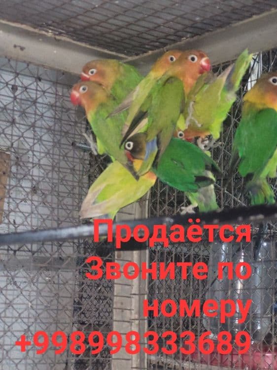 Продаются неразлучники — 1