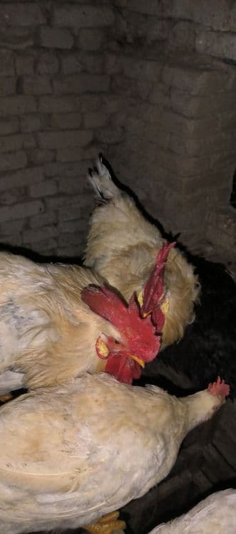 Питухи, хорозлар бор 8 — 7
