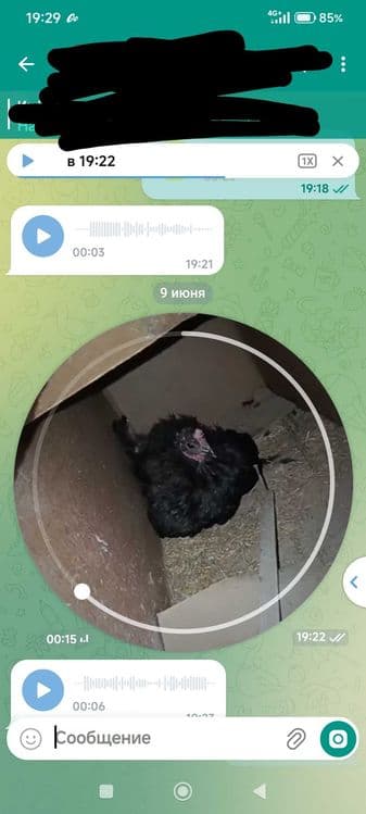 Kurk tovo sotiladi 200.000 ga bolishi — 1