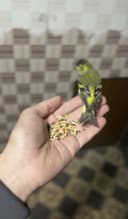 Chijik sotiladi yuvosh qush sayroqa kirgan zapisi bor tg dan yosela