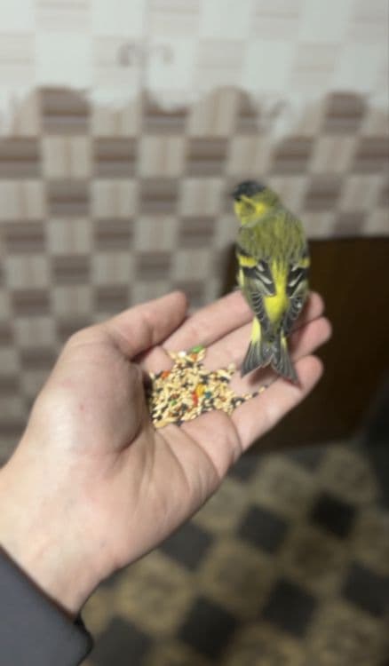 Chijik sotiladi yuvosh qush sayroqa kirgan zapisi bor tg dan yosela — 1
