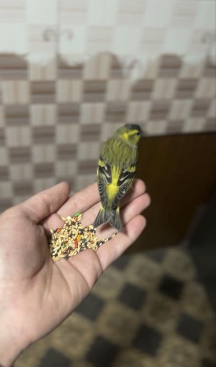 Chijik sotiladi yuvosh qush sayroqa kirgan zapisi bor tg dan yosela — 2