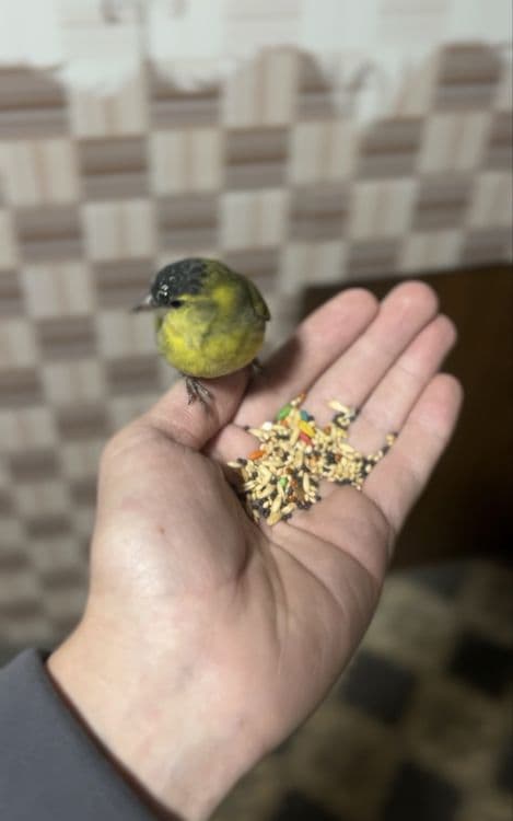 Chijik sotiladi yuvosh qush sayroqa kirgan zapisi bor tg dan yosela — 3