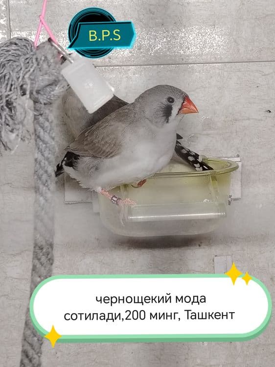 Зебровые амадины — 2