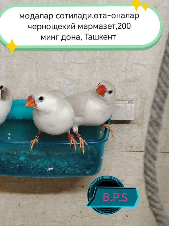 Зебровые амадины — 4