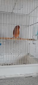 Канарейка нар красный дерева мазайкаси