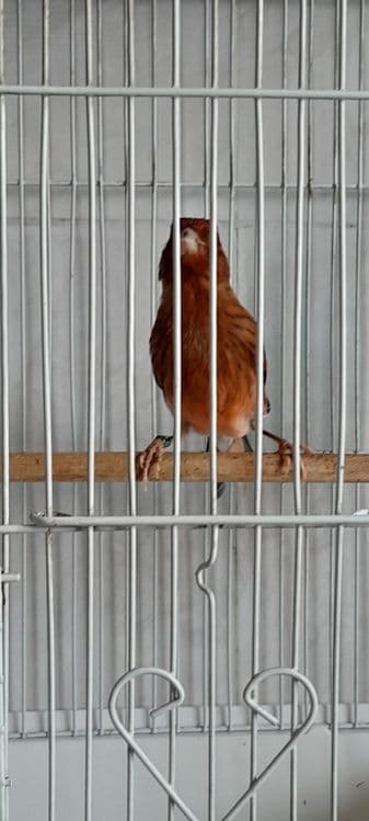 Канарейка нар красный дерева мазайкаси — 5