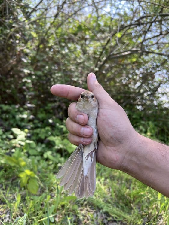 Bulbul sotiladi. Sayrap turpti — 1