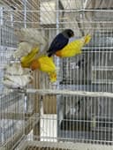 Продаетса неразлучники Здоровые чистокровные