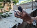 Продаются голуби