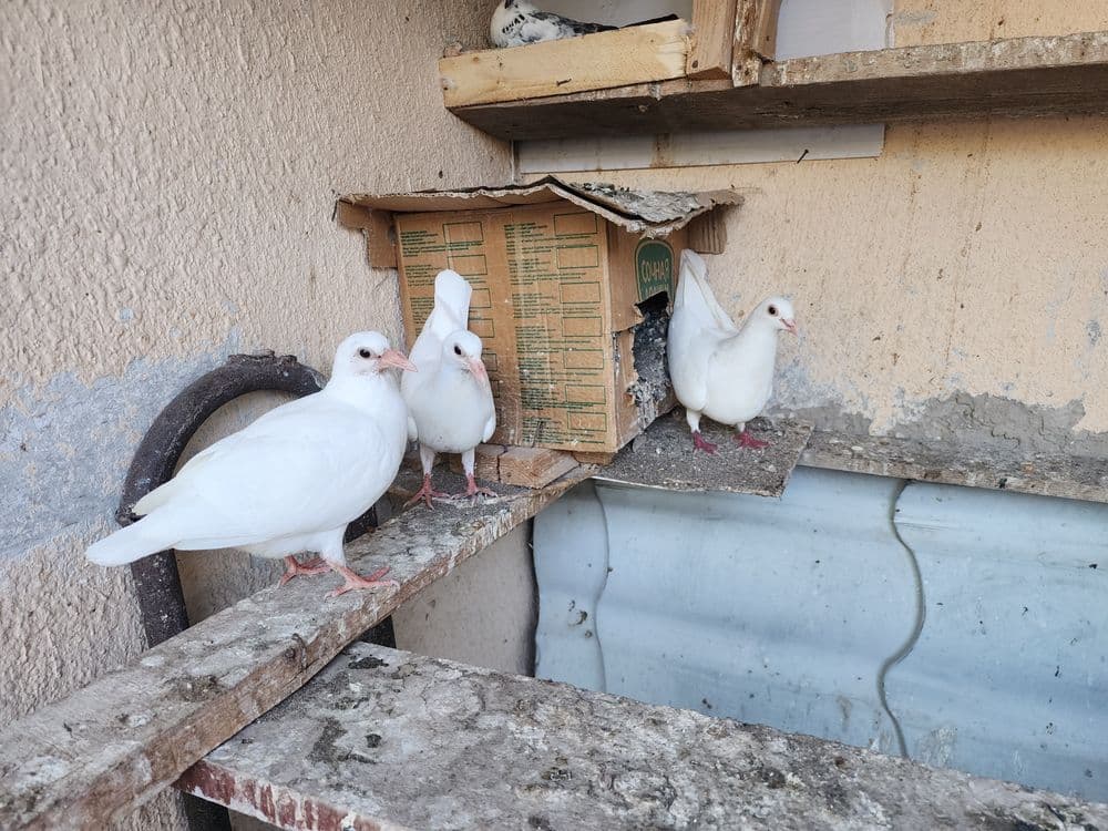 Продаются голуби — 3