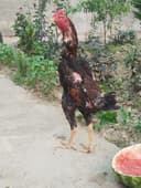 dakan horoz sotiladi