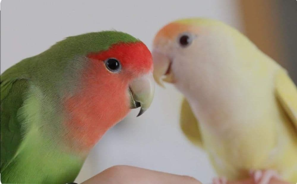 Продам японский петух — 5