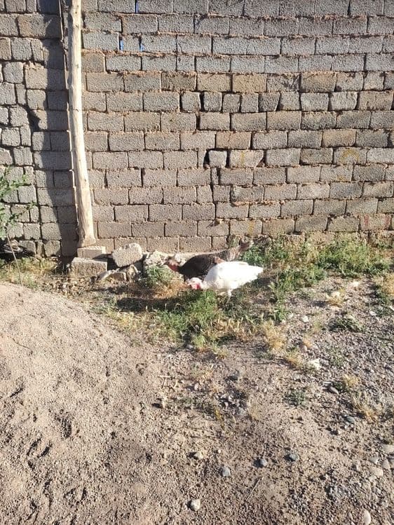 Kurka tovug'i  3 ta bor — 2