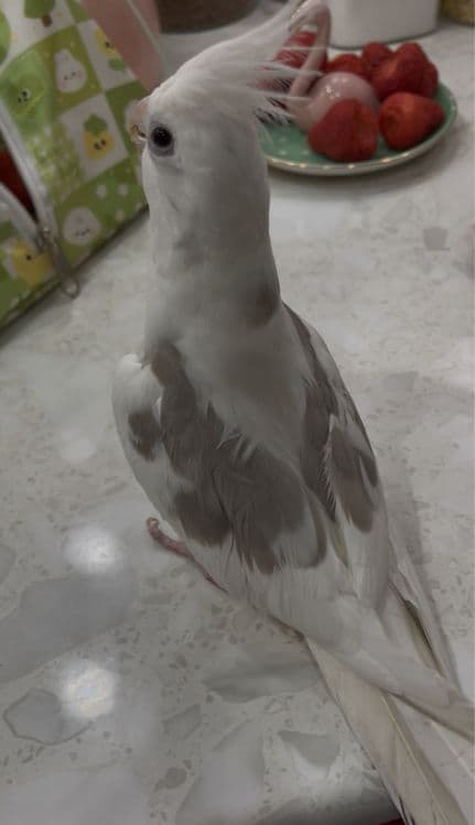 Ручной попугай корелла бабочка — 3