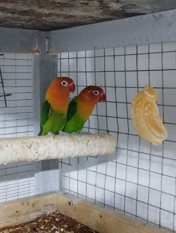 Неразлучные попугайчики — 1