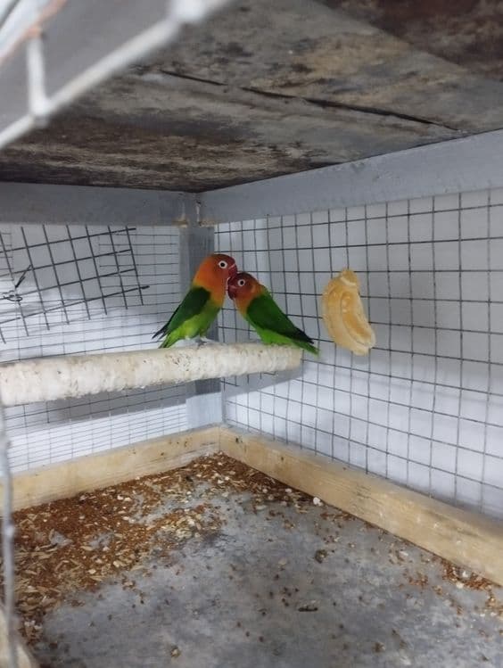 Неразлучные попугайчики — 2