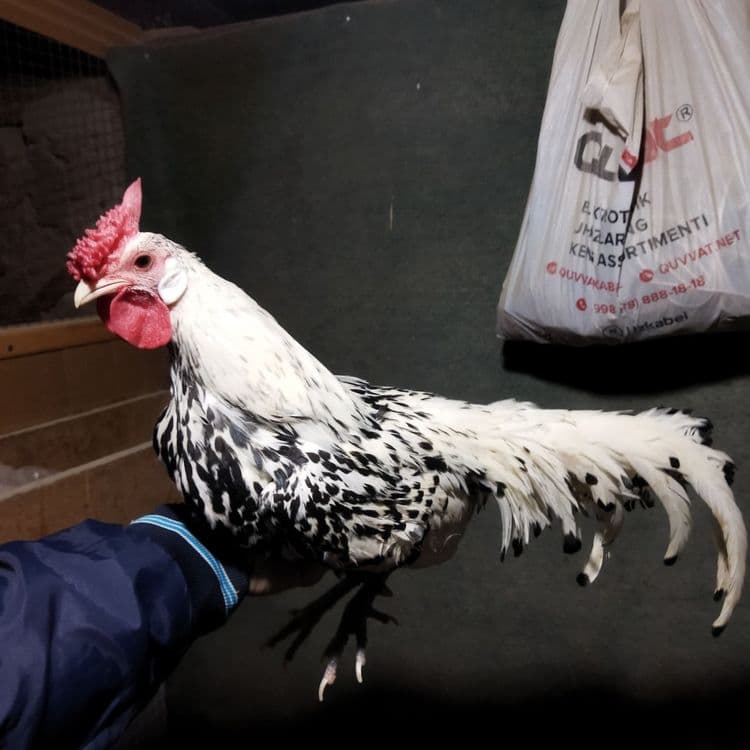 Продам японский петух — 2