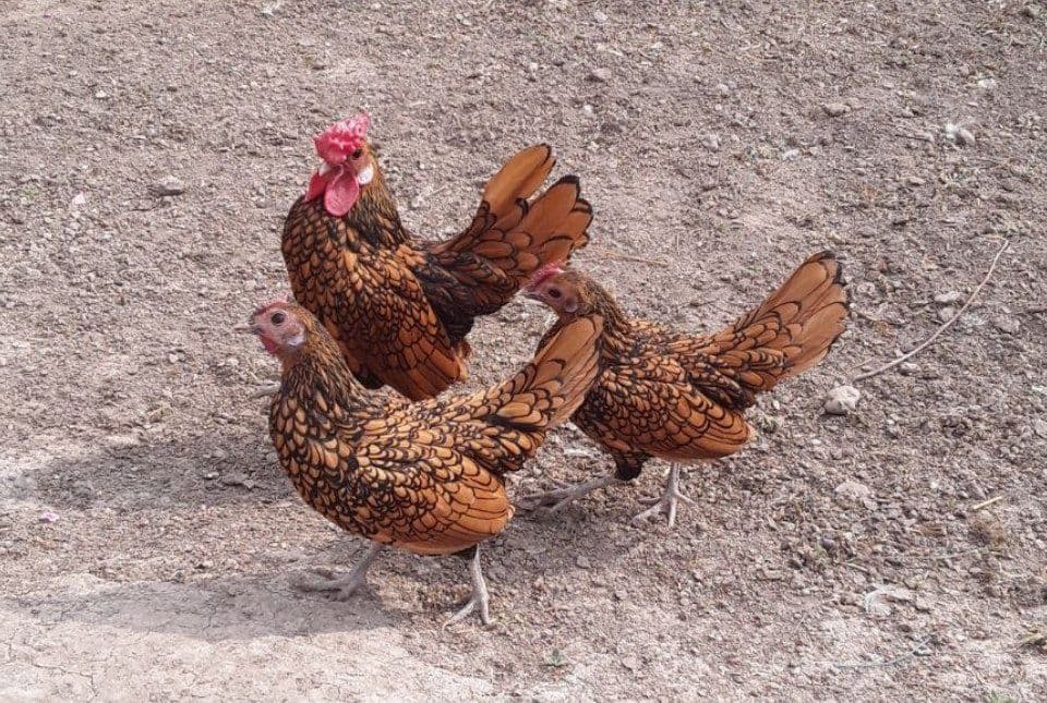 Продам японский петух — 3