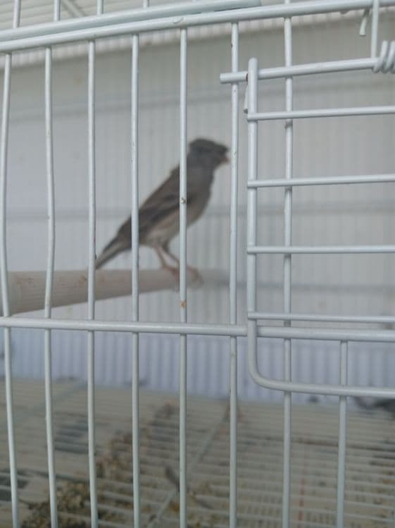 Продаю Кенаров самцы 4штуки — 1