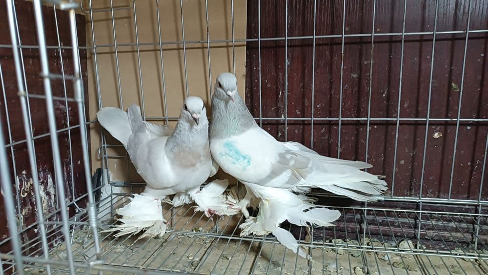 tayyor par belaslar toshkenda sebzorda — 2