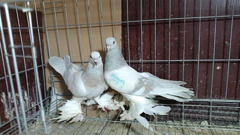 tayyor par belaslar toshkenda sebzorda — 3