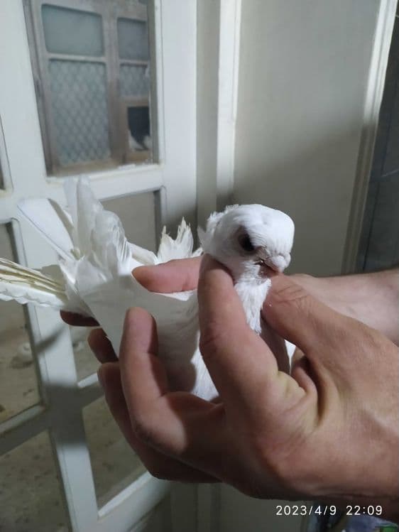 Продаются голуби — 1