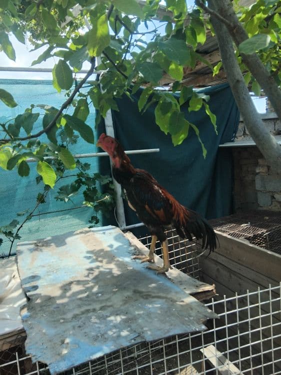 Dakan xoroz sotiladi — 4