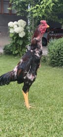 Xoʻroz sotiladi 11 oylik narxi kelishiladi