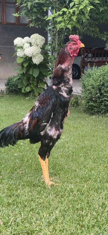 Xoʻroz sotiladi 11 oylik narxi kelishiladi — 1