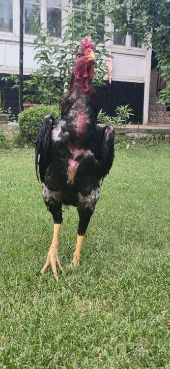 Xoʻroz sotiladi 11 oylik narxi kelishiladi — 3