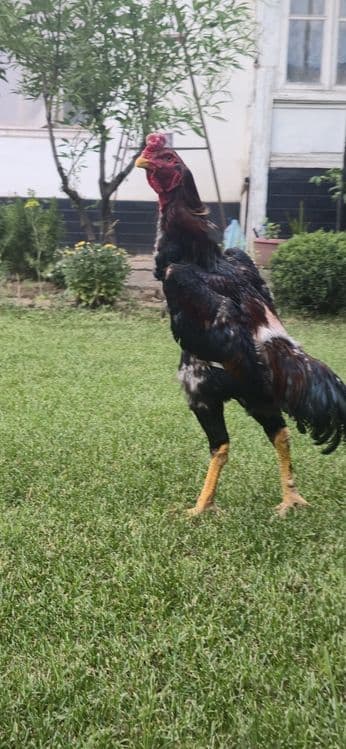 Xoʻroz sotiladi 11 oylik narxi kelishiladi — 4