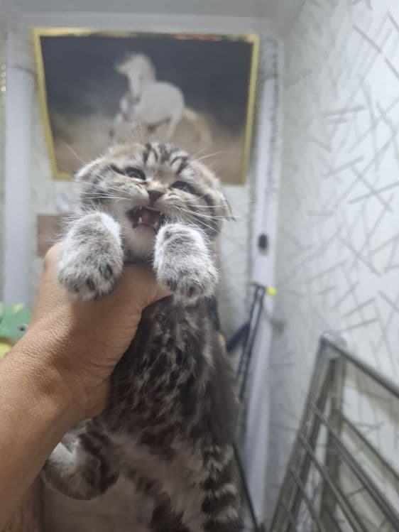 Продаются шотладские вислоухие котята — 3
