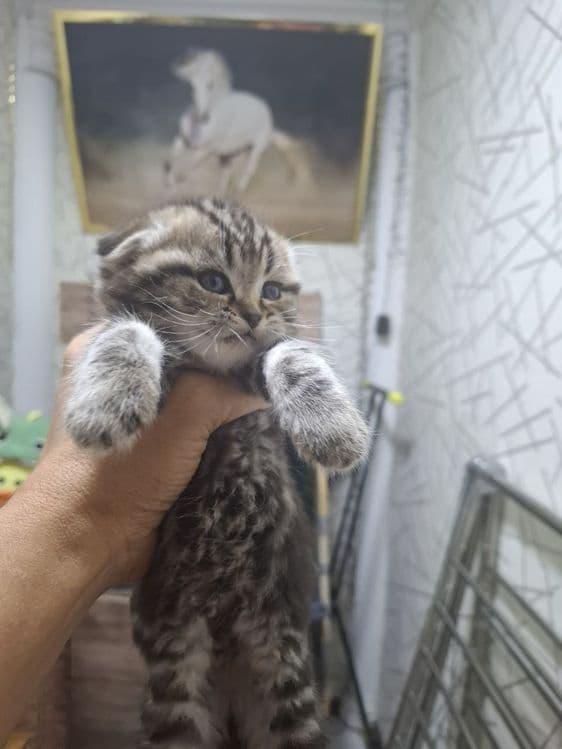 Продаются шотладские вислоухие котята — 5