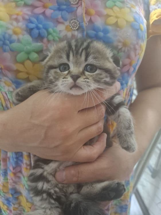 Продаются шотладские вислоухие котята — 7