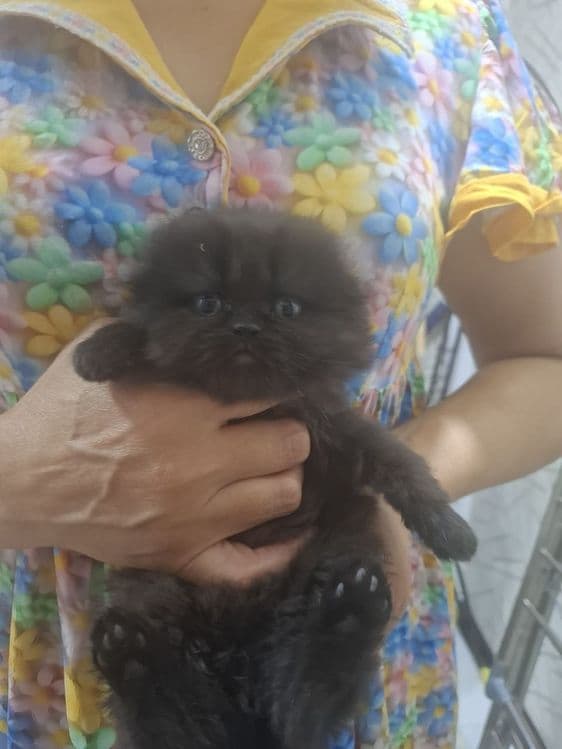 Продаются шотладские вислоухие котята — 8