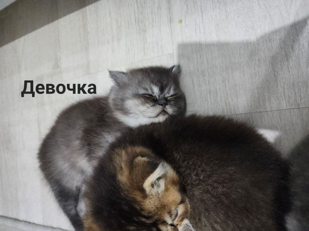 Продаётся милые котята — 2