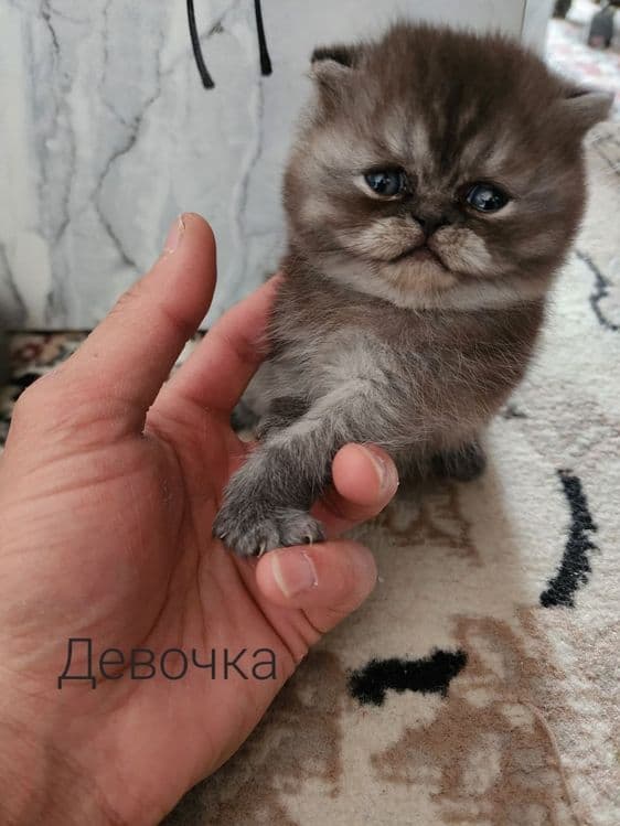 Продаётся милые котята — 3